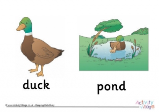 Duck and Pond Poster