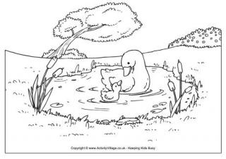 Duck pond colouring page