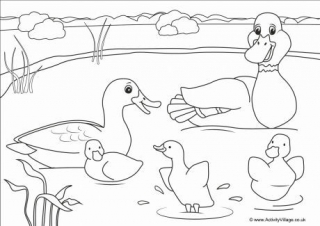 Ducks Scene Poster
