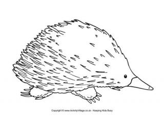 Echidna Colouring Page