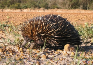 Echidna Poster 2