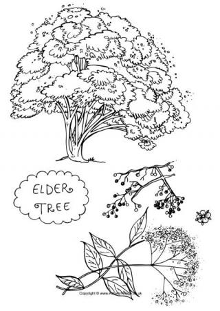 Elder Tree Colouring Page