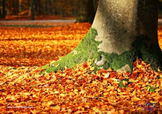 Fallen Leaves Poster
