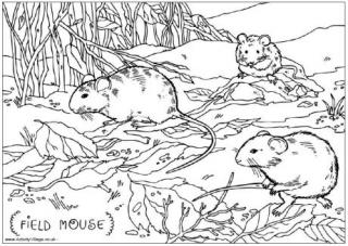 Field Mouse Colouring Page