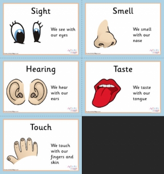 Five Senses Posters