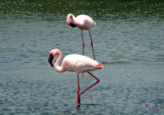 Flamingo Poster 2