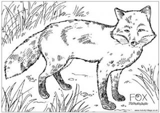 Fox Colouring Page