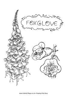 Foxglove colouring page
