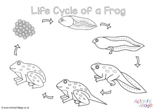 Frog Life Cycle Colouring Page