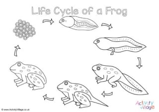 Frog Life Cycle Colouring Page