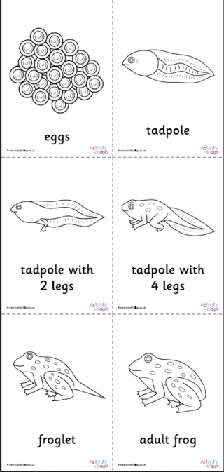 Frog Life Cycle Colouring Pages Set