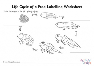 Frog Life Cycle Labelling Worksheet