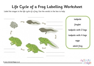 Frog Life Cycle Labelling Worksheet Guided