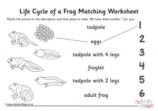 Frog Life Cycle Matching Worksheet