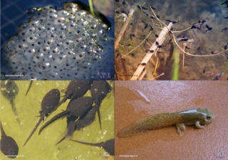 Frog Life Cycle Photo Posters