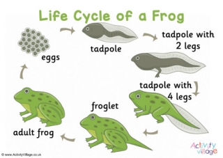 Frog Life Cycle Poster