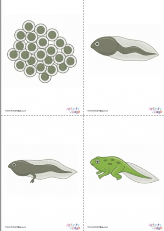 Frog Life Cycle Posters Set