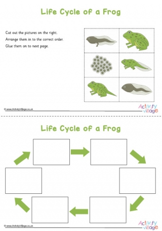 Frog Life Cycle Sequencing Worksheet