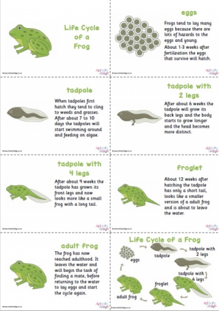 Frog Life Cycle Slideshow