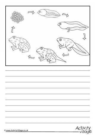 Frog Life Cycle Story Paper - Blank