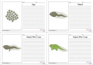 Frog Life Cycle Story Paper Set - Labelled