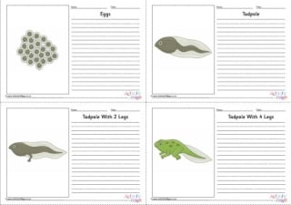 Frog Life Cycle Story Paper Set - Labelled