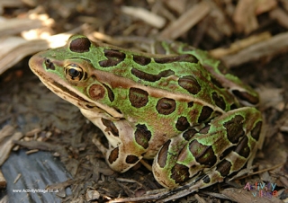 Frog Poster 3