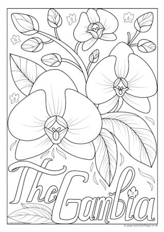 Gambia National Flower Colouring Page