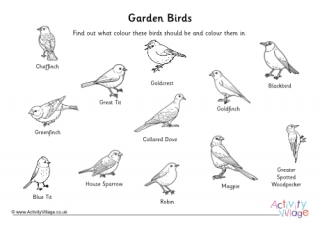 Garden Bird Colouring In