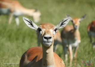 Gazelle Poster 2