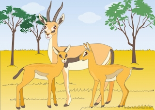 Gazelles Scene Poster