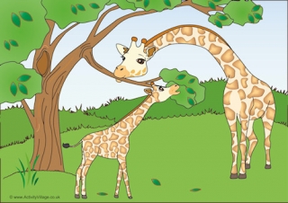 Giraffes Scene Poster