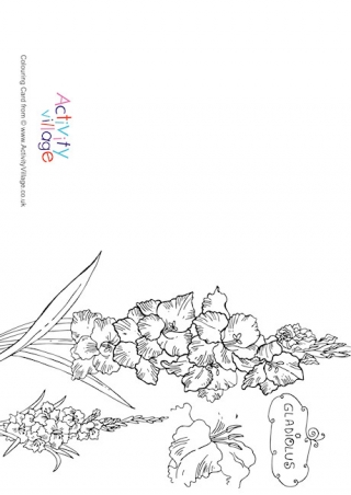 Gladiolus Colouring Card