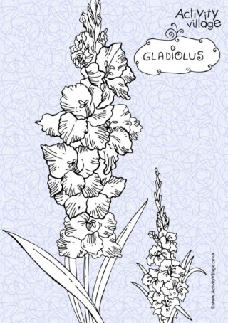 Gladiolus Colouring Page 2