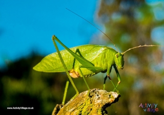 Grasshopper Poster 2