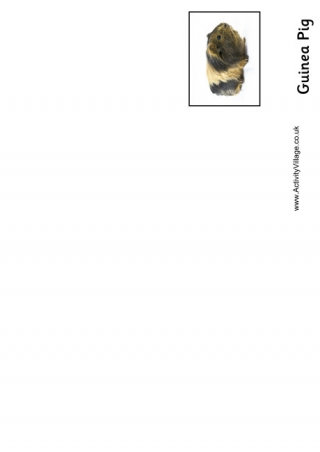 Guinea Pig Booklet