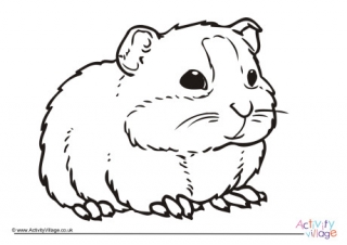 Guinea Pig Colouring Page 4