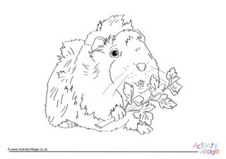 Guinea Pig Colouring Pages