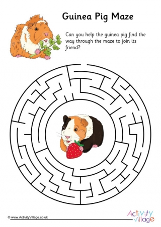 Guinea Pig Maze 2