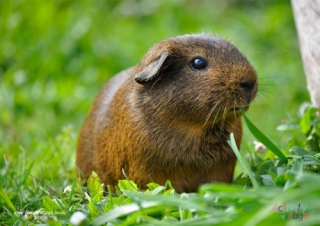Guinea Pig Poster 2