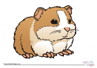 Guinea Pig Poster 3