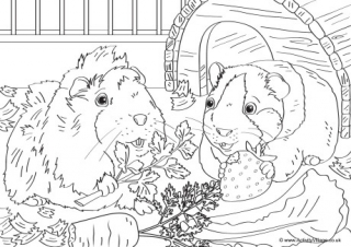Guinea Pig Scene Colouring Page