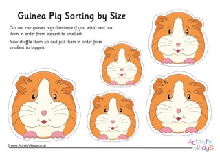 Guinea Pig Size Sorting