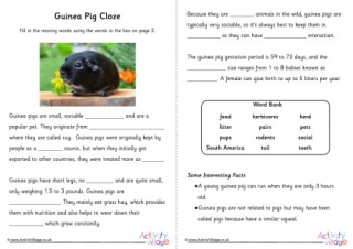 Guinea Pig Cloze