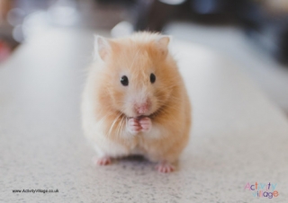 Hamster Poster 3