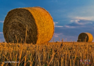 Haybales Poster