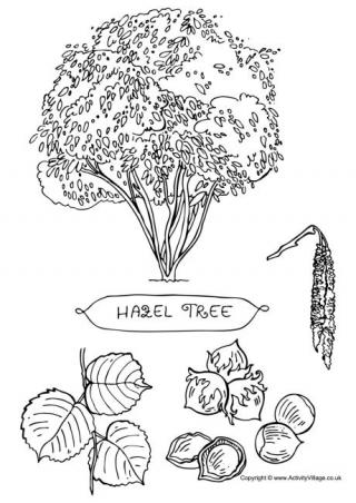 Hazel Tree Colouring Page