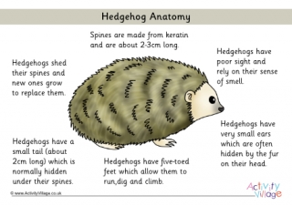 Hedgehog Anatomy Poster