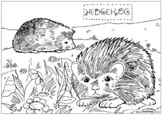 Hedgehog Colouring Page 2
