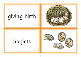 Hedgehog Life Cycle Matching Cards